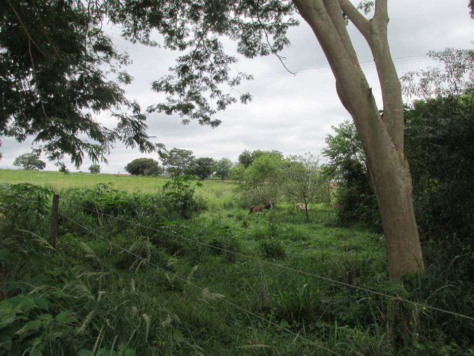 Chácara, à venda, por R$ 300.000,00 - Zona rural - São Francisco/SP — foto 5