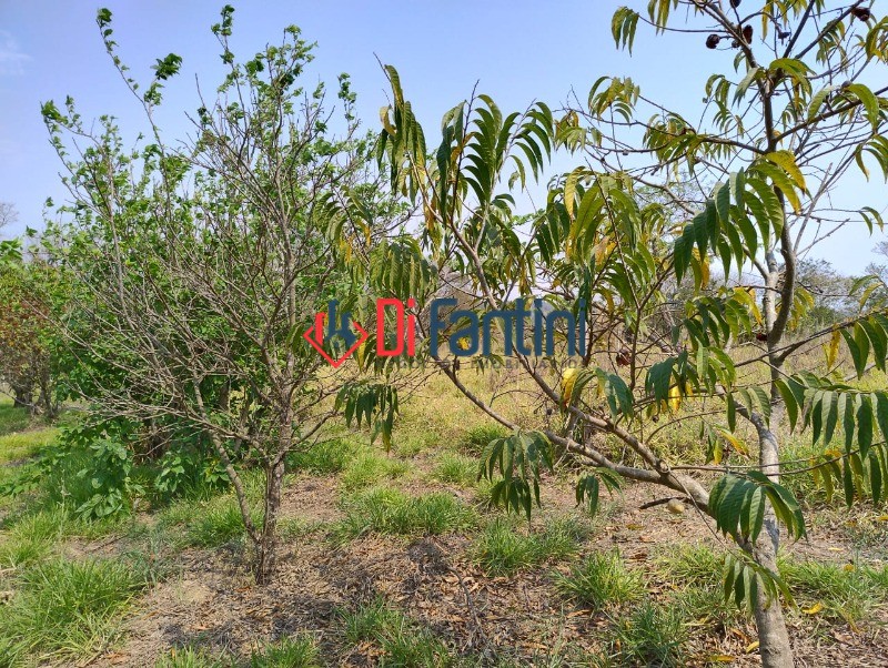 CHACARA RURAL em LIMEIRA - SP, BAIRRO DOS PIRES — foto 5